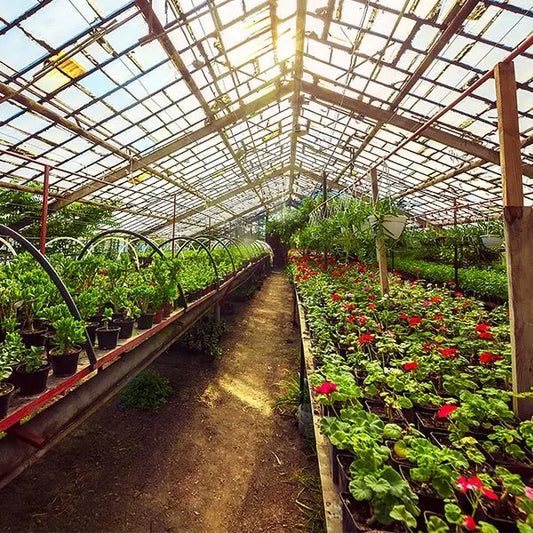 How Do Greenhouses Work