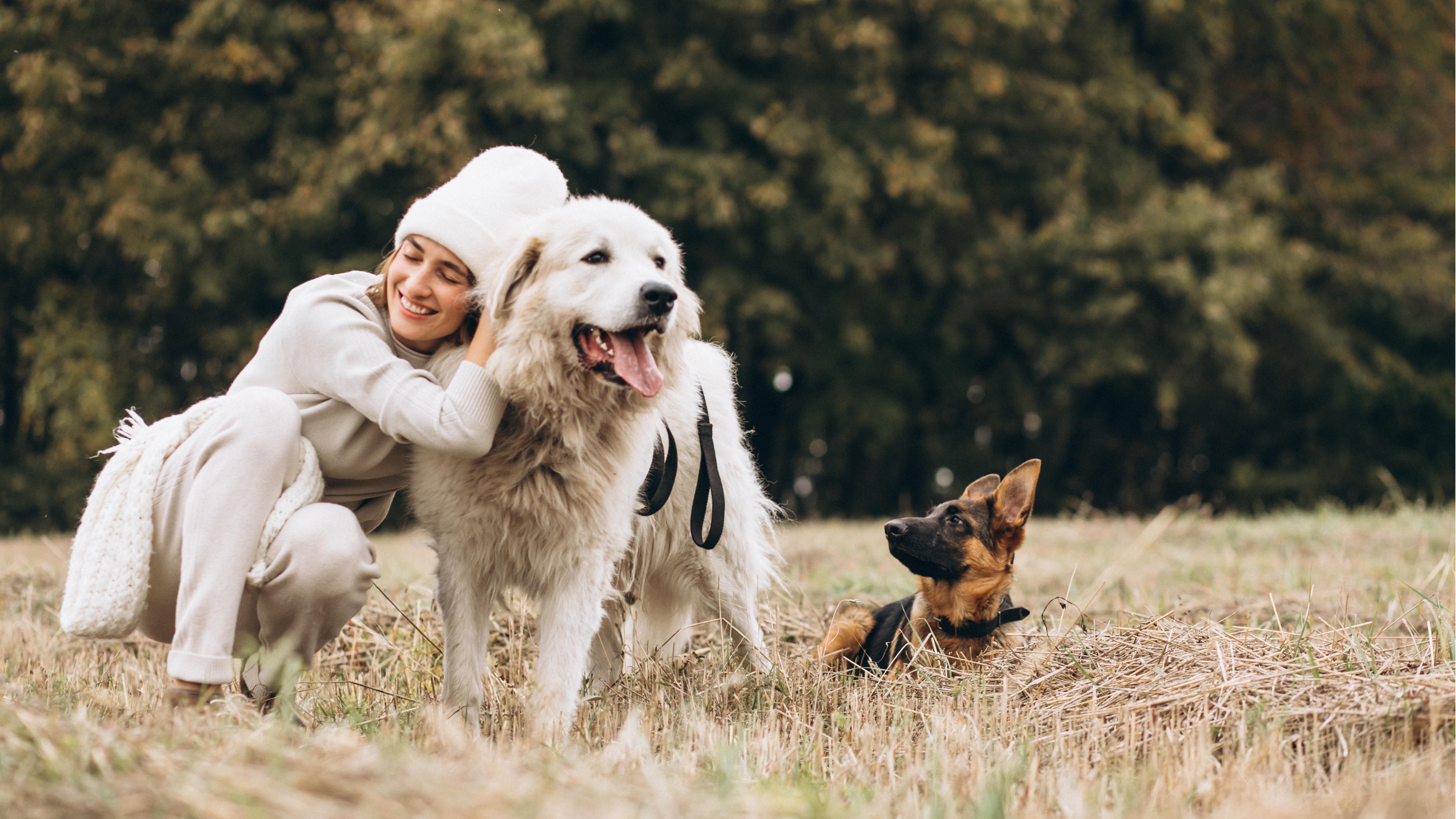 dog obedience tips dog obedience tips