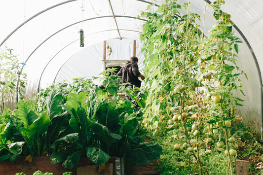 What to Grow in a Small Greenhouse for Beginners?