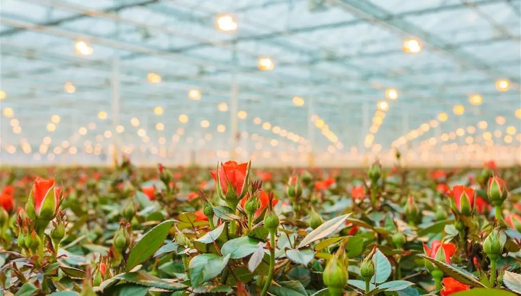 Plant Grow Lights